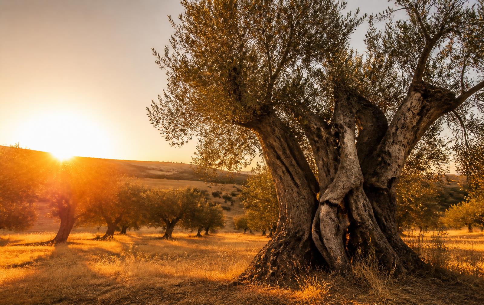 Onze Alentejo Olijfolie